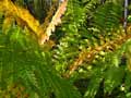 Porcupine Mountains "Fall Fern"