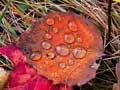 Porcupine Mountains "Morning Dew"